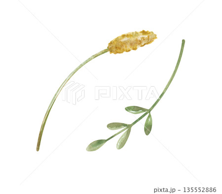 A set of two different branches of field grass. Watercolor illustration of blades of grass on an isolated background. A clipart in natural colors for the design of summer themes, postcards and 135552886