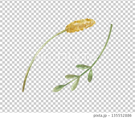 A set of two different branches of field grass. Watercolor illustration of blades of grass on an isolated background. A clipart in natural colors for the design of summer themes, postcards and 135552886