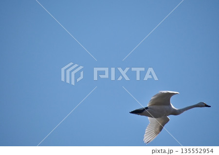 青空をバックに飛来したコハクチョウ 135552954