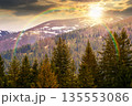 coniferous forest in mountain landscape in spring at sunset. lush green nature environment with cloudy sky in evening light. view of snow peaks. hope, expectation, new beginning and bright future 135553086