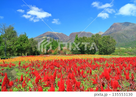 【大分県】晴天のくじゅう花公園（そよ風の丘のケイトウ） 135553130