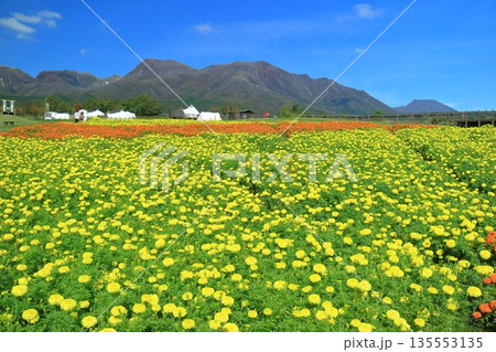 【大分県】晴天のくじゅう花公園（高原の彩りのマリーゴールド） 135553135