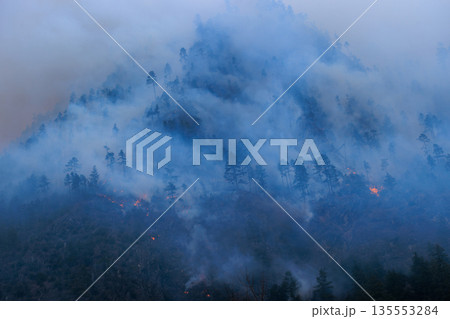 Forest fires and the destruction of trees Forest fires and the destruction of trees 135553284