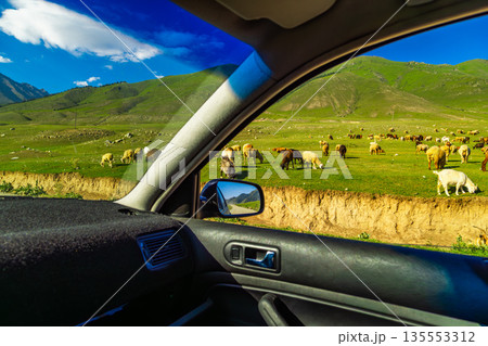 Flock of sheep grazing on green hills under blue sky in Kyrgyzstan, view from inside the car Flock of sheep grazing on green hills under blue sky in Kyrgyzstan, view from inside the car 135553312
