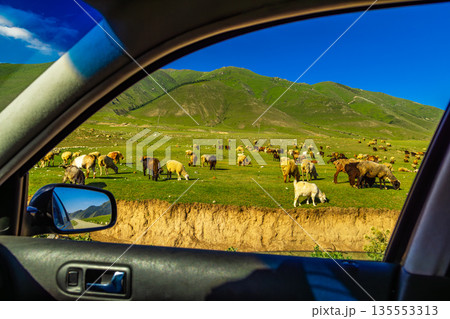Flock of free-range sheep grazing on green hillside in Kyrgyzstan, view from inside the car 135553313