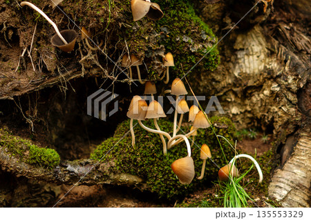 Delicate brown mushrooms with thin stems on mossy log 135553329