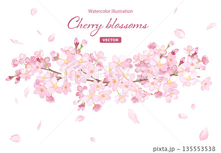 桜の水彩イラストで構成した装飾フレーム。見出し装飾。(ベクター) 桜の水彩イラストで構成した装飾フレーム。見出し装飾。(ベクター) 135553538