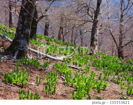 丹沢・檜洞丸のブナの森 丹沢・檜洞丸のブナの森 135553621