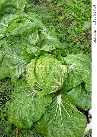 畑で育つ白菜の生育風景 畑で育つ白菜の生育風景 135553714