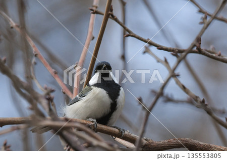 シジュウカラ 135553805