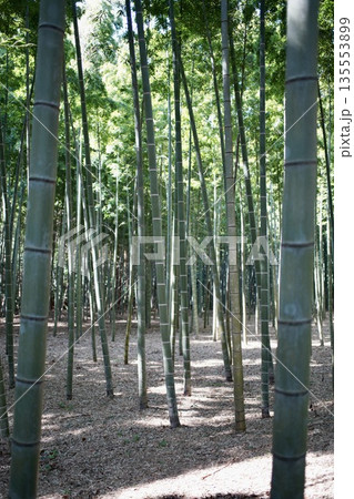 竹林の中にある風景 竹林の中にある風景 135553899