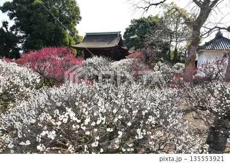 道明寺天満宮の梅 道明寺天満宮の梅 135553921
