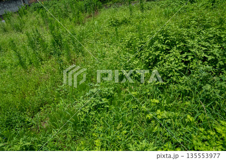 various 135553977