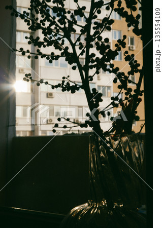 Minimalist interior still life featuring a transparent glass vase with red berry branches placed on a windowsill. A play of shadows and light on wall. 135554109
