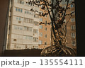 Minimalist interior still life featuring a transparent glass vase with red berry branches placed on a windowsill. A play of shadows and light on wall. 135554111