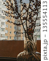 Minimalist interior still life featuring a transparent glass vase with red berry branches placed on a windowsill. A play of shadows and light on wall. 135554113