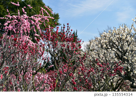 満開の梅の花 135554314