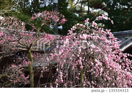 道明寺天満宮の梅 135554315
