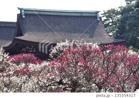 道明寺天満宮の梅 道明寺天満宮の梅 135554317
