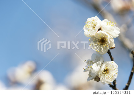 青空に映える白梅の花 余白のある春背景 135554331