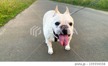 夕暮れ散歩中のフレンチブルドッグ 135554338