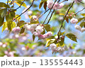 春の陽光に輝く桜 135554443