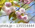 春の陽光に輝く桜 135554444