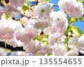 春の陽光に輝く桜 135554655