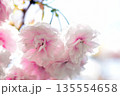 楊貴妃桜　咲く 135554658