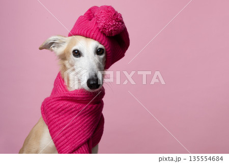 Portrait of a cute silken windsprite dog with pink woolen hat and shawl looking at the camera on a pink background 135554684
