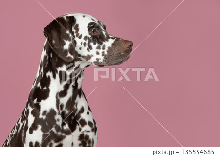 Pretty brown spotted dalmatian dog portrait looking to the side on a pink background Pretty brown spotted dalmatian dog portrait looking to the side on a pink background 135554685
