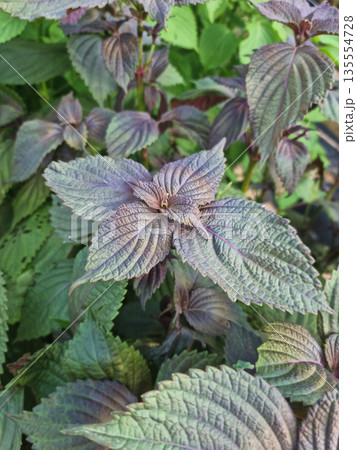 This is a close-up of purple perilla leaves. 135554728