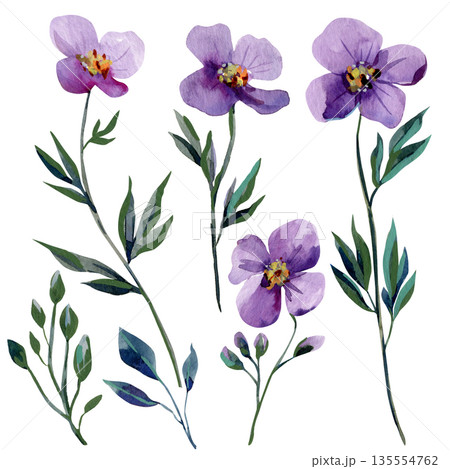 Purple watercolor flowers set with delicate violet blooms and leaf isolated on white for spring wedding design Purple watercolor flowers set with delicate violet blooms and leaf isolated on white for spring wedding design 135554762