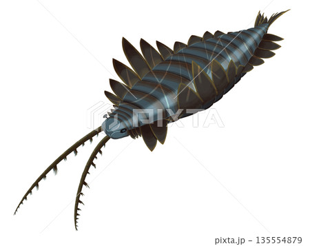 リアルなアノマロカリス・カナデンシスのイラスト　カンブリア紀 135554879