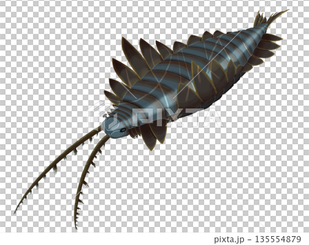 リアルなアノマロカリス・カナデンシスのイラスト　カンブリア紀 135554879