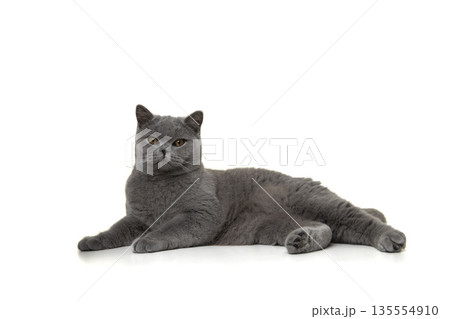 Pretty british shorthaired cat relaxed lying down looking at the camera isolated on a white background Pretty british shorthaired cat relaxed lying down looking at the camera isolated on a white background 135554910