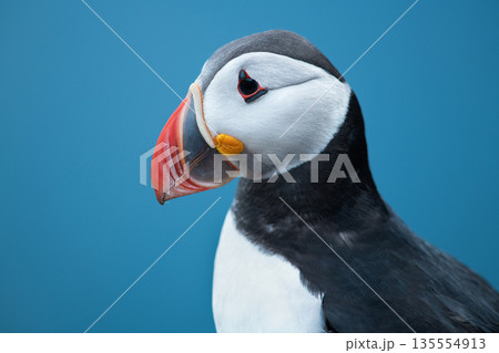 Close up portrait of a puffin bird on a blue background 135554913