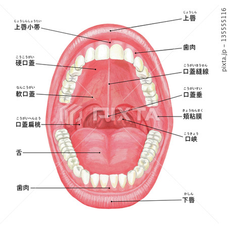口内のイラスト - 名称入り 135555116