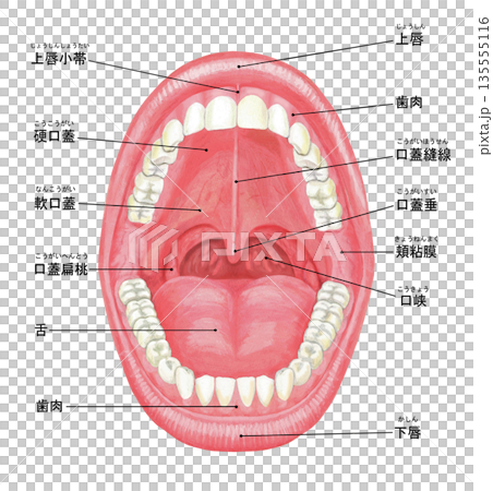 口内のイラスト - 名称入り 135555116