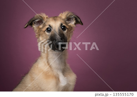 Portrait of a cute silken windsprite puppy on a red maroon background looking at the camera 135555170