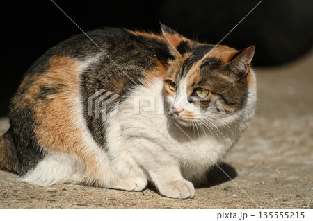 路地に佇む温泉街の猫 135555215