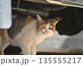 路地に佇む温泉街の猫 135555217