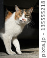 路地に佇む温泉街の猫 135555218