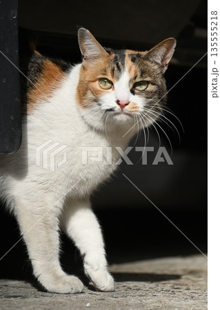 路地に佇む温泉街の猫 路地に佇む温泉街の猫 135555218