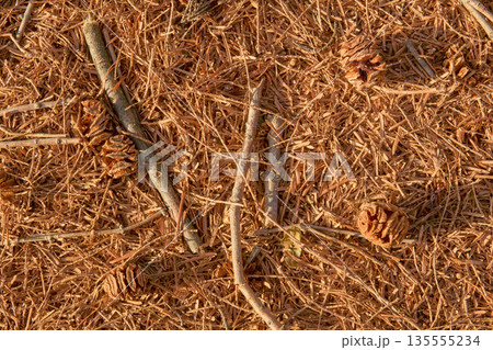 メタセコイアの茶色い落ち葉と木の実のテクスチャ メタセコイアの茶色い落ち葉と木の実のテクスチャ 135555234