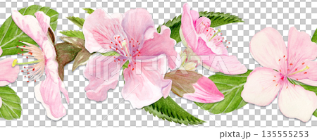Cherry blossom floral border, seamless horizontal layout, hand-painted style with sakura flowers and leaves, repeating pattern for spring branding, packaging, stationery, wedding decor, textile use 135555253