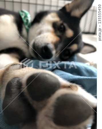 お家でまったりと過ごす柴犬 135555450