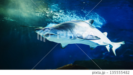 Sand Tiger Shark And Stingray Swim In Underwater Aquarium. Carcharias Taurus Gray Nurse Shark. Blue-nurse Sand Tiger Close Up View. Shark Inhabits Subtropical. Dwell In Waters Of Japan, Australia 135555482