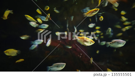 Various Different Colored Fish In Aquarium. Colorful Cichlids Swim At Aquarium. Cichlids Large, Diverse, And Widespread Family Cichlidae, Order Cichliformes. Colorful Fishes Float In Zoo Aquarium Various Different Colored Fish In Aquarium. Colorful Cichlids Swim At Aquarium. Cichlids Large, Diverse, And Widespread Family Cichlidae, Order Cichliformes. Colorful Fishes Float In Zoo Aquarium 135555501