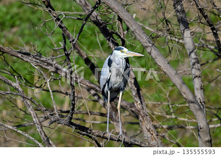 木の枝に止まるアオサギ 135555593